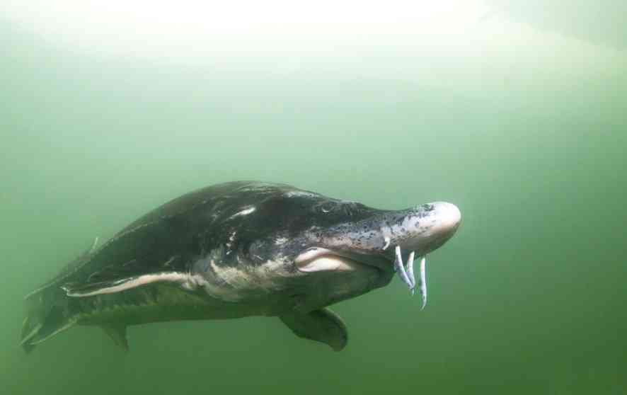 осетровая рыба