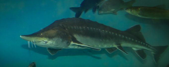 осетр в воде