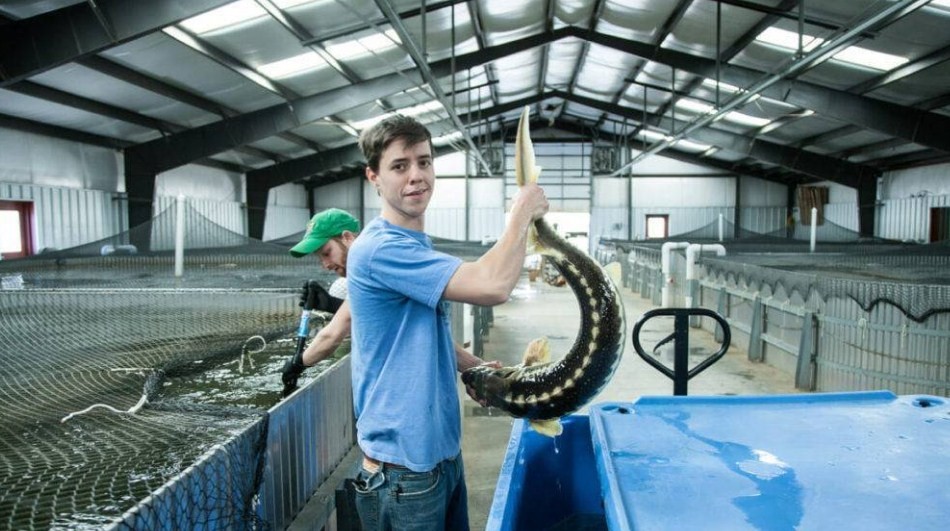 разведение осетров на специальных фермах