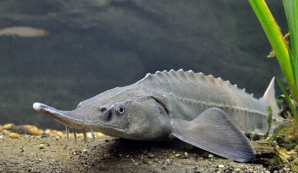 как выглядят осетровые рыбы