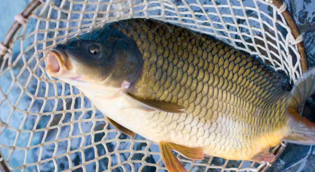 сазан в садке