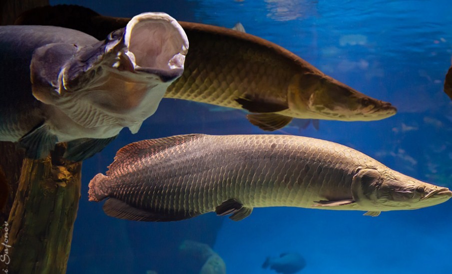 самая большая рыба из пресных водоемов 