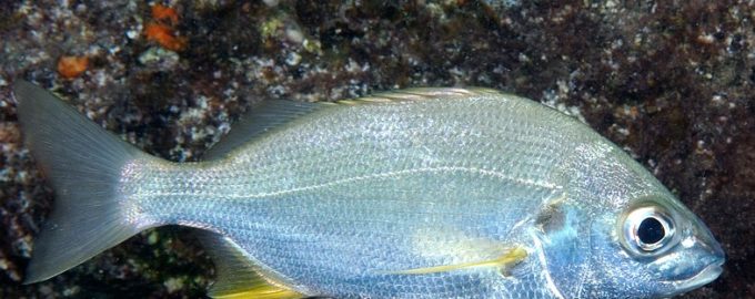 внешний вид пристипомы