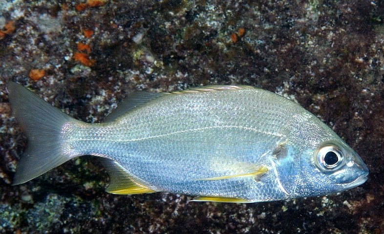 внешний вид пристипомы