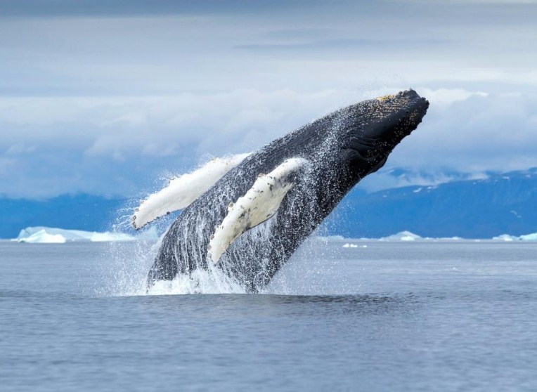 прыжок кита над водой