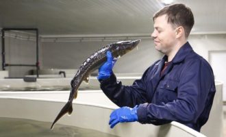 осетровая ферма