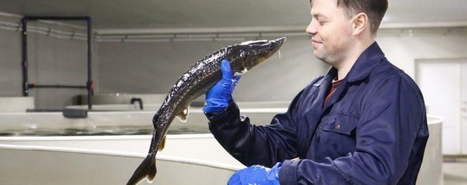 осетровая ферма