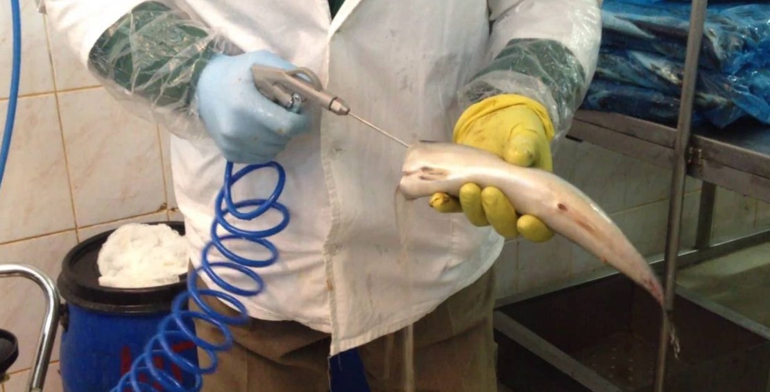 как инъектируют рыбу 