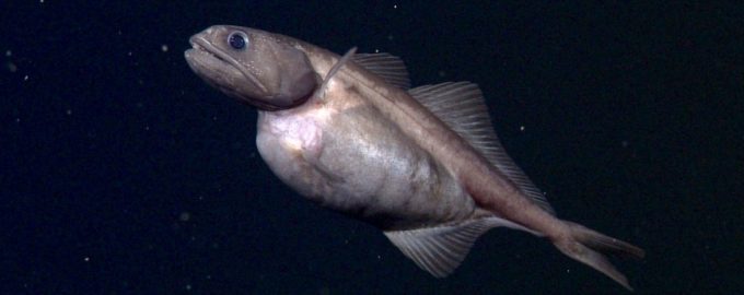 мешкоглот с добычей в желудке