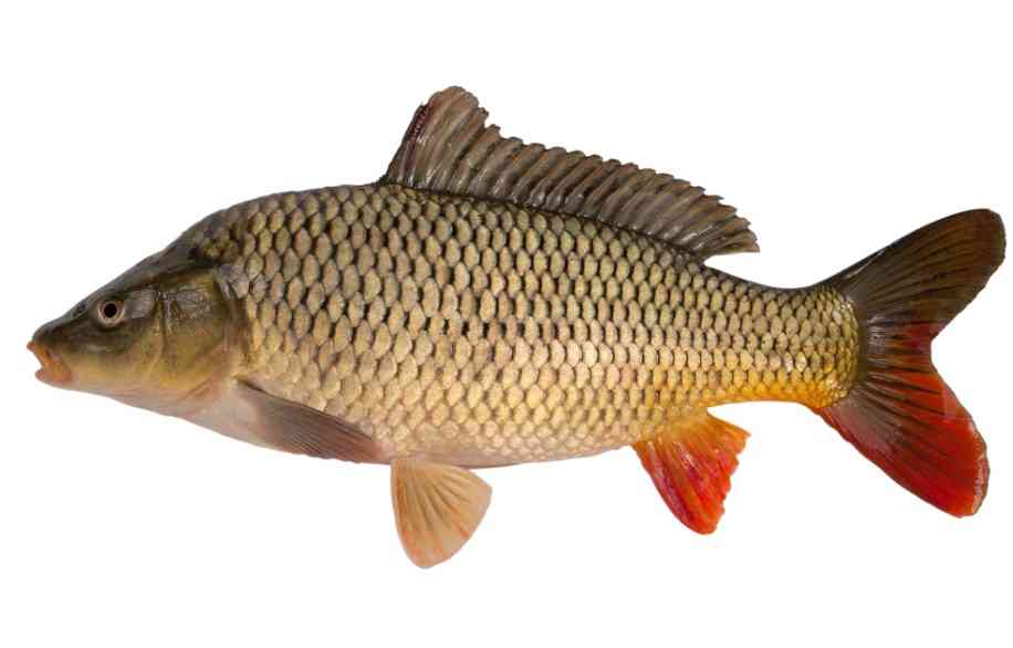 как выглядит сазан