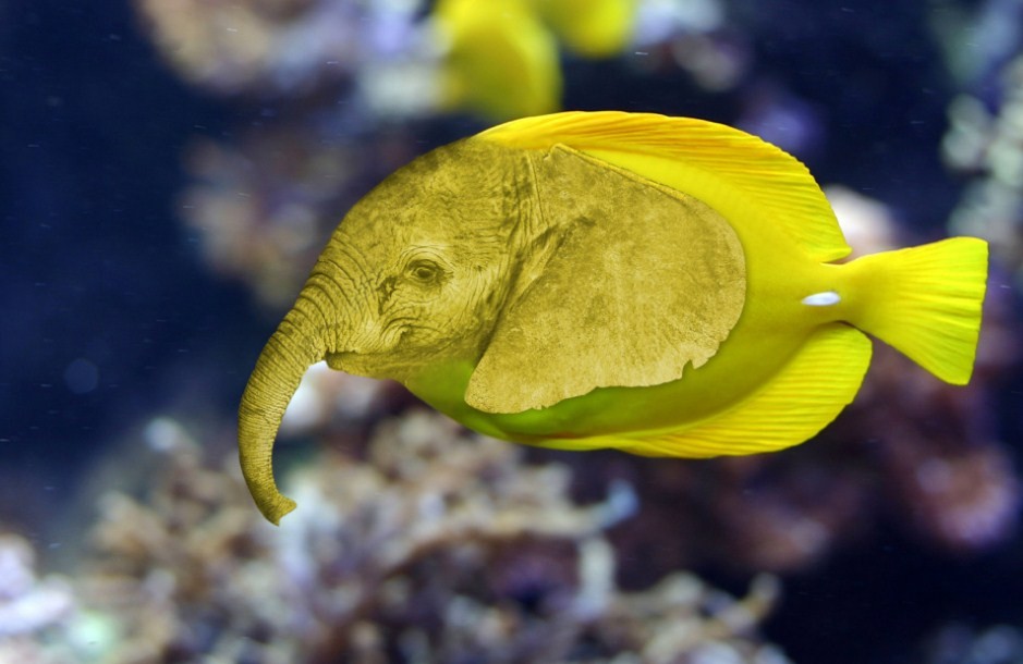 аквариумная рыбка слоник 