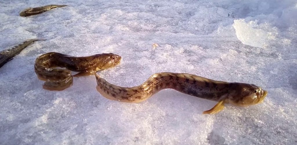 почему популярная ранее бельдюга исчезла