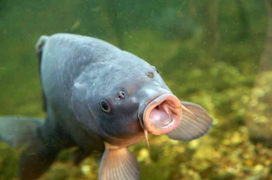 как выглядит сазан