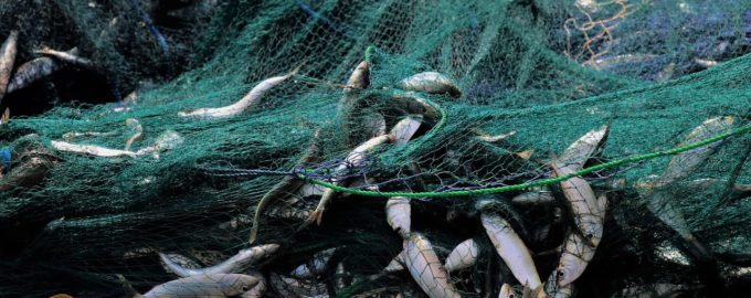 вылов мойвы сетями