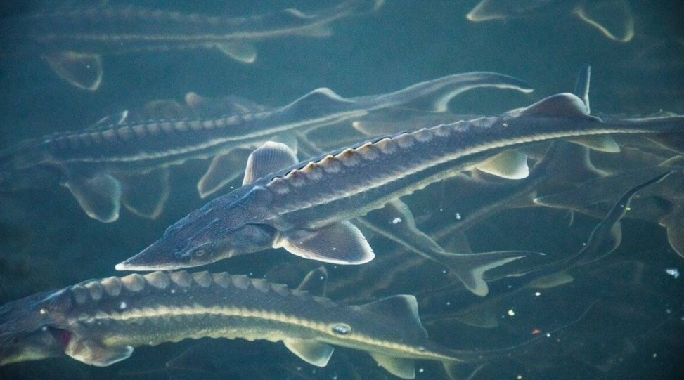 почему сокращается популяция рыб