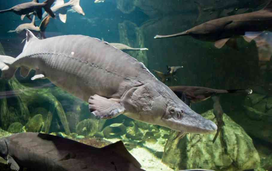 крупная белуга 