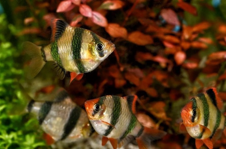 как выглядит суматранский барбус