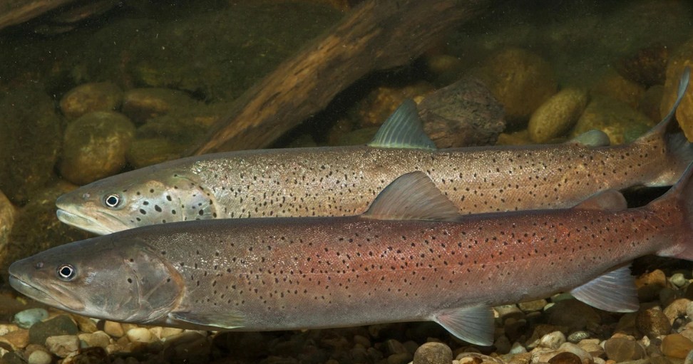 как выглядит таймень