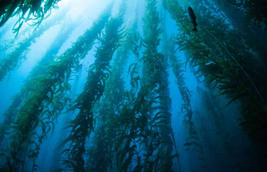 морские водоросли