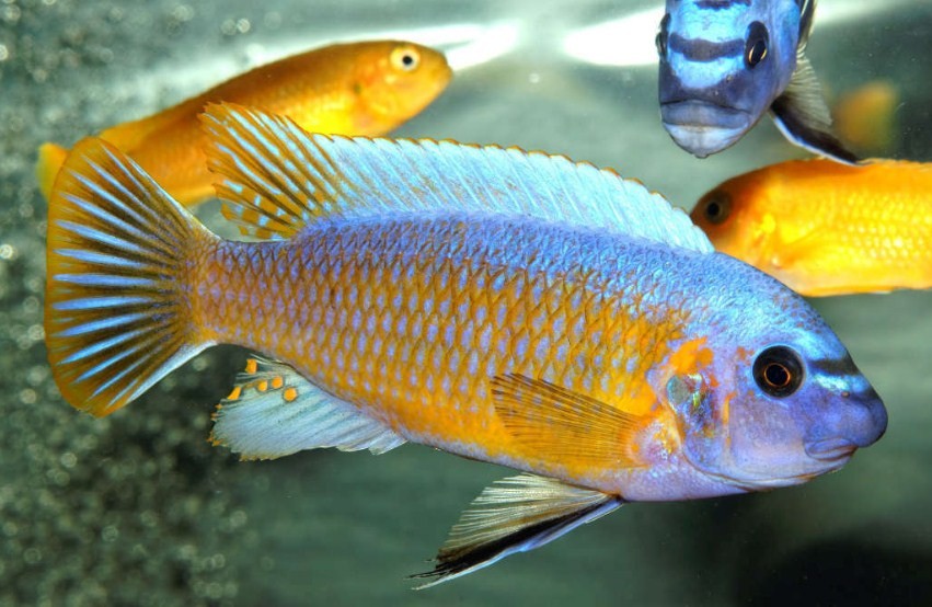 умные рыбки цихлиды 