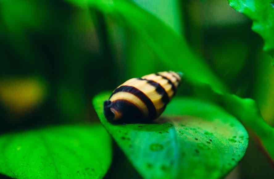 хищная улитка