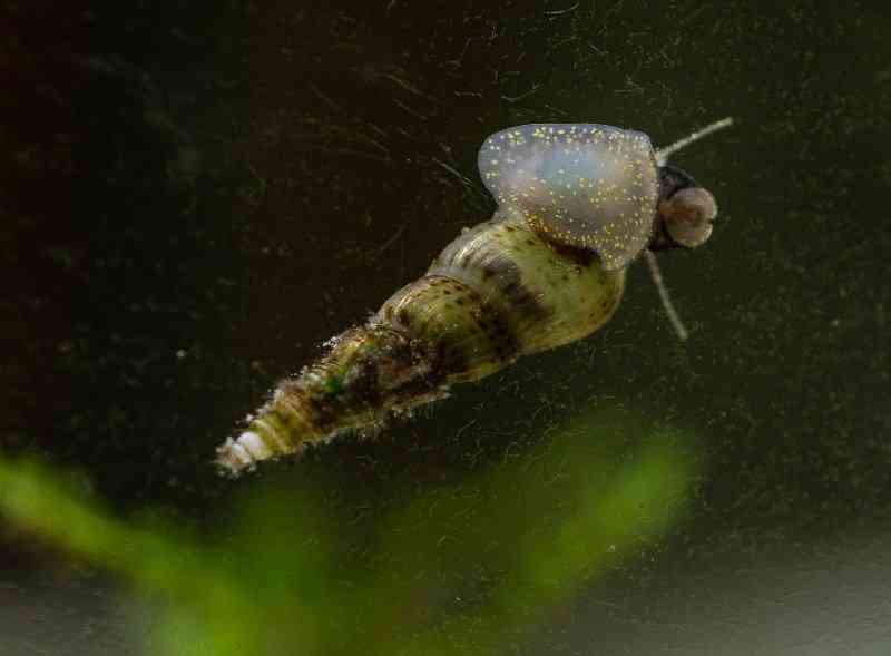 улитка на стекле