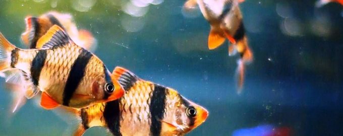 стайка суматранских барбусов