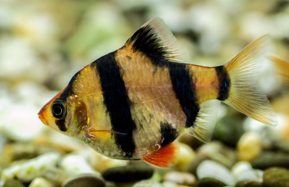 внешний вид суматранского барбуса