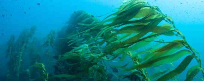 водоросли для энергии