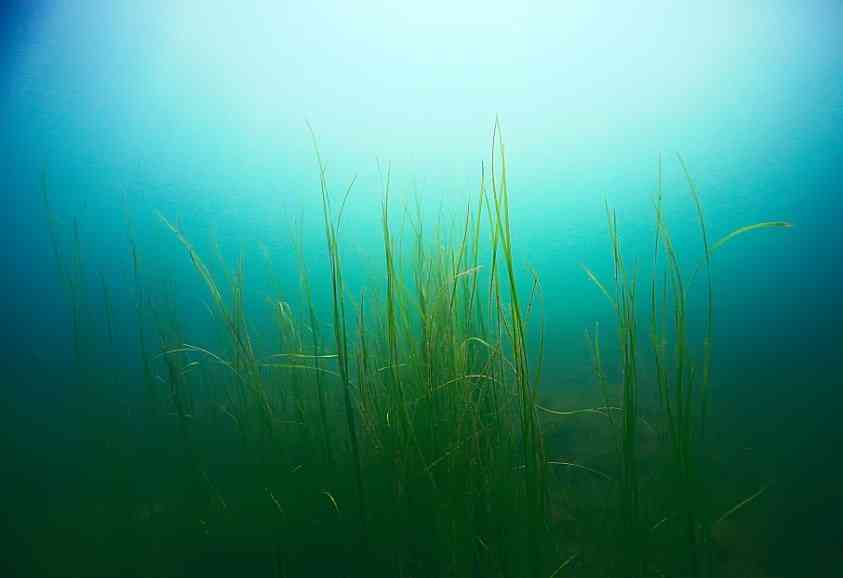 трава в воде