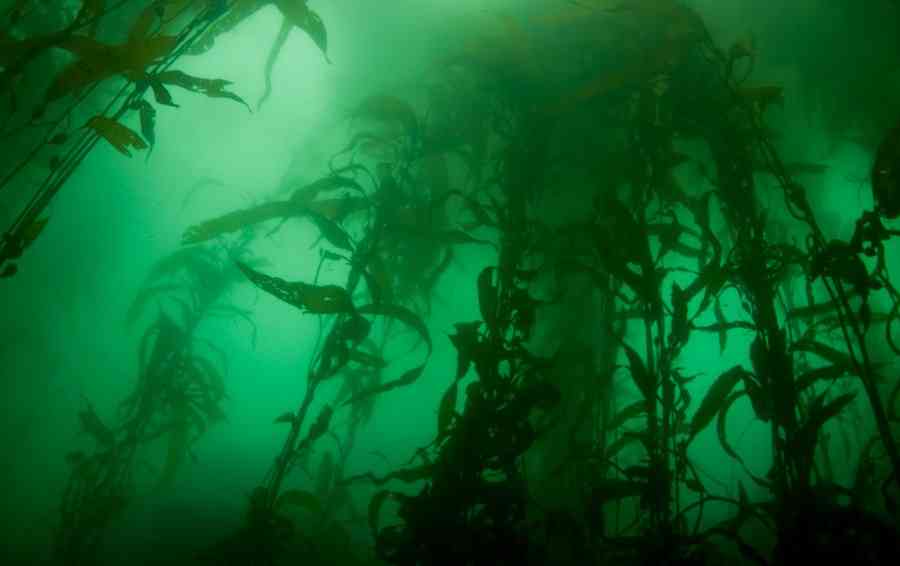 как выглядят водоросли