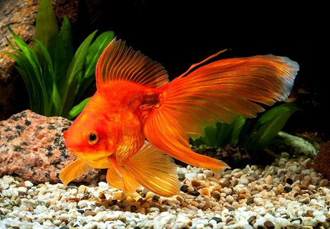 вуалехвост в аквариуме 