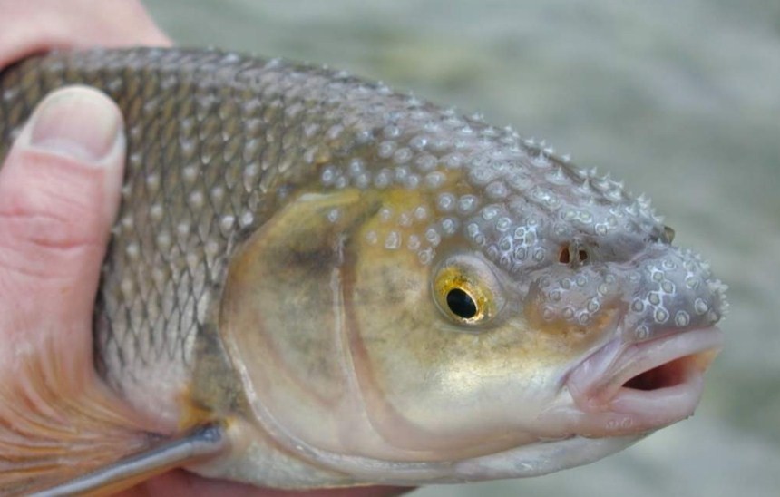 внешний вид рыбы вырезуб