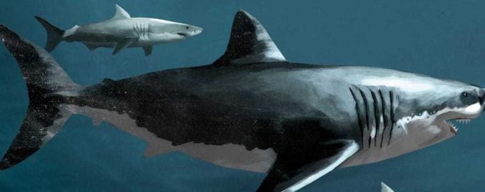 размеры мегалодона и акулы