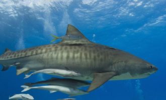 может ли быть акула доброй