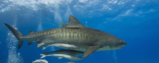 может ли быть акула доброй