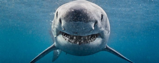 какие акулы добрые