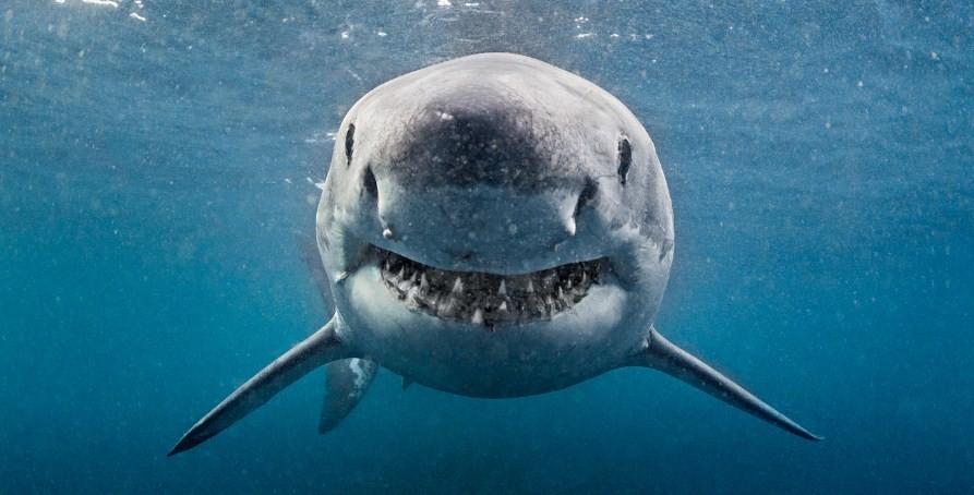 какие акулы добрые 