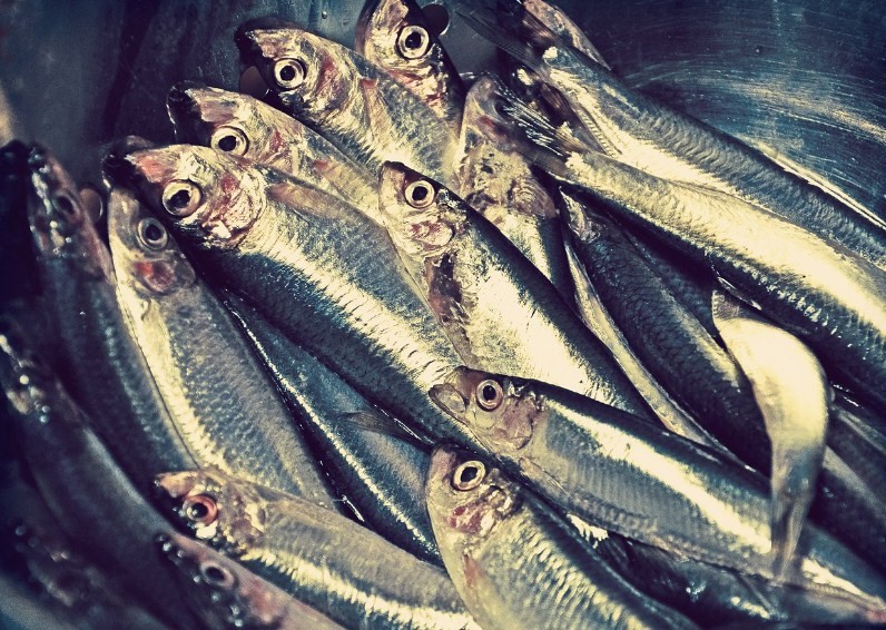свежий анчоус
