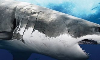 как выглядит белая акула