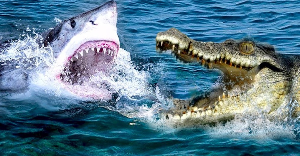 как крокодил нападает на акулу