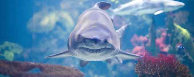 внешний вид акулы