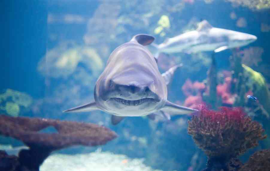 внешний вид акулы