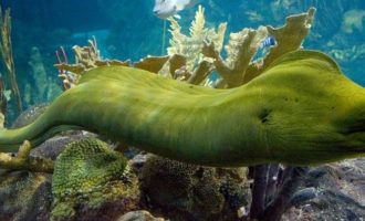 внешний вид рыбы мурены