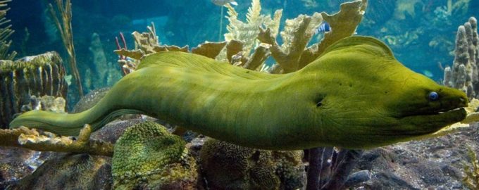 внешний вид рыбы мурены