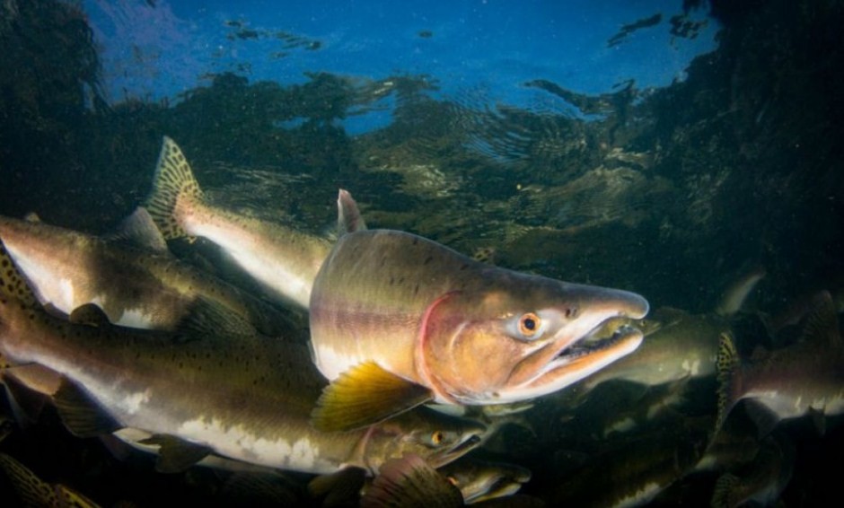горбуша в водоеме 
