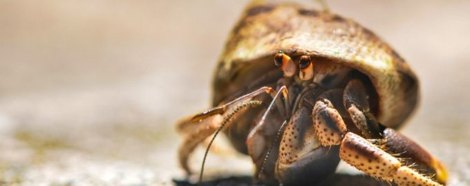 удивительный краб