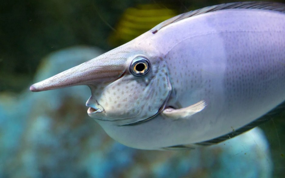 угадайте название рыбы