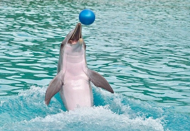 дельфин с мячиком