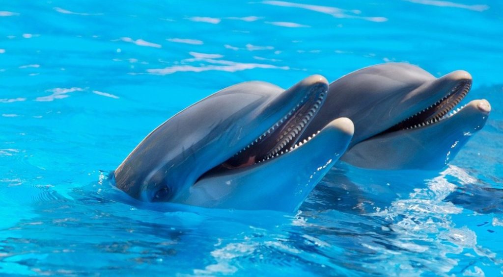 улыбка дельфина